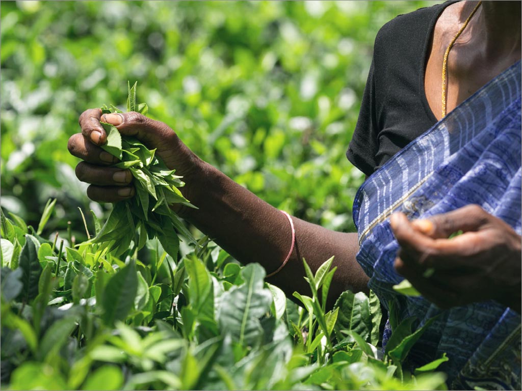 印度Social Cup茶葉盒包裝設(shè)計之采茶場景照片